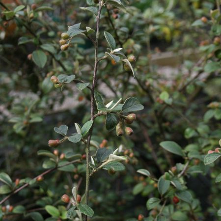 Cotoneaster franchetii