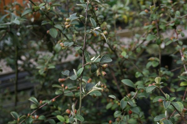 Cotoneaster franchetii