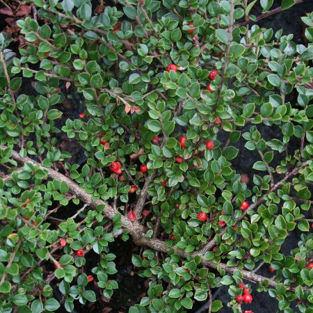 Cotoneaster horizontalis