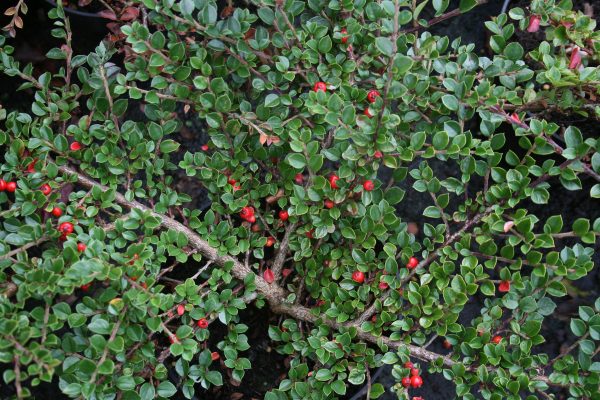 Cotoneaster horizontalis