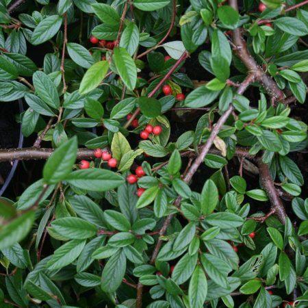 Cotoneaster salicifolius repens