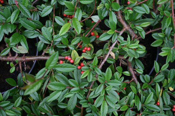 Cotoneaster salicifolius repens