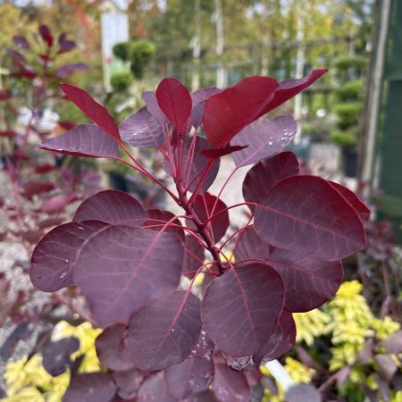 Cotinus Dusky Maiden