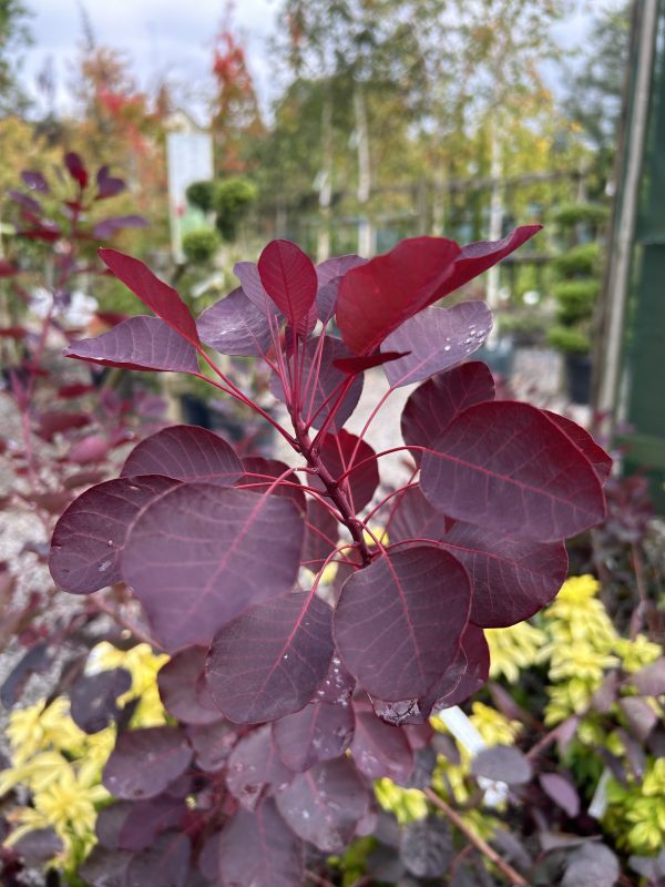 Cotinus Dusky Maiden