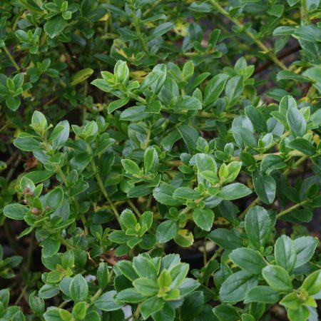 Escallonia Apple Blossom