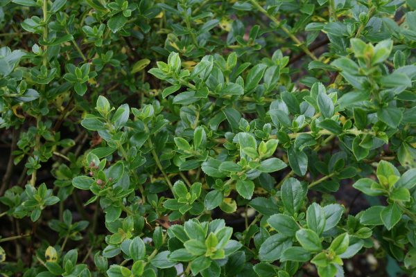 Escallonia Apple Blossom