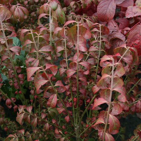 Euonymous alatus - Winged Spindle / Burning Bush