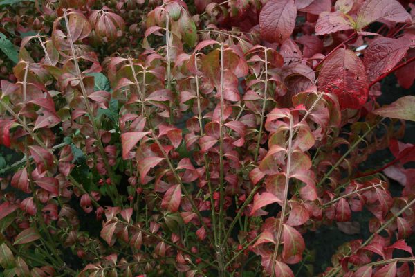 Euonymous alatus - Winged Spindle / Burning Bush