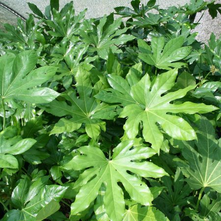 Fatsia Japonica