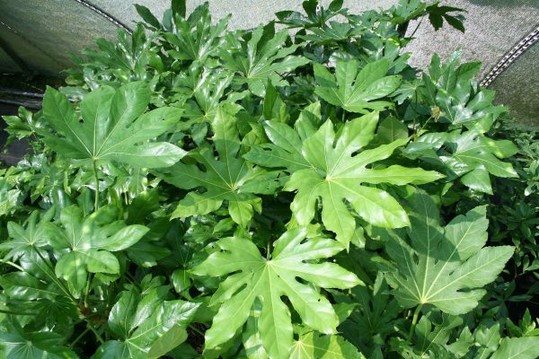 Fatsia Japonica