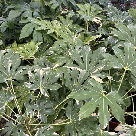 Fatsia Japonica Variegata