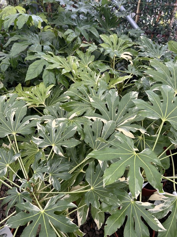 Fatsia Japonica Variegata