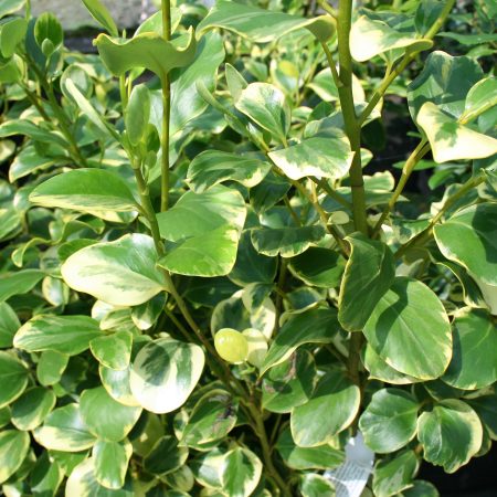 Griselinia littoralis Variegata