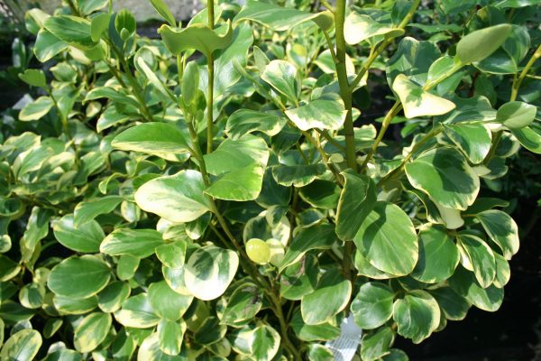 Griselinia littoralis Variegata