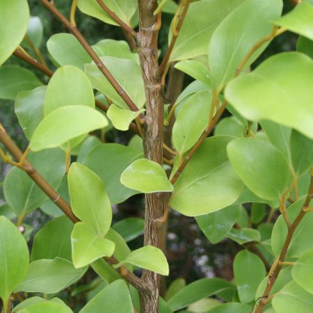 Griselinia littoralis Green Horizon