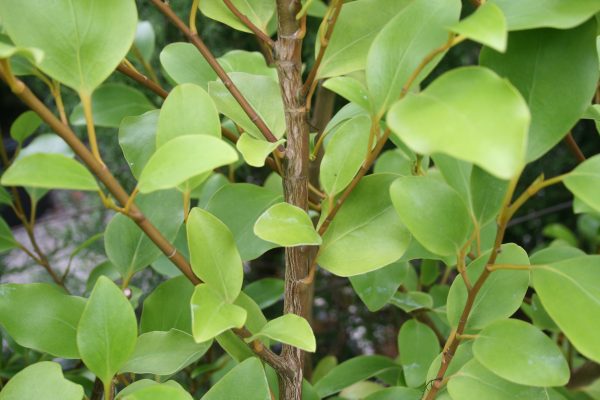 Griselinia littoralis Green Horizon