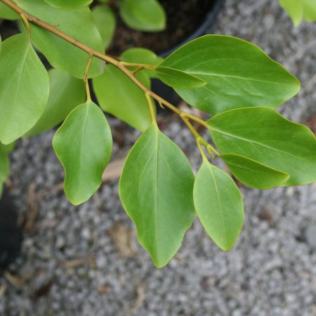 Griselinia littoralis Green Horizon