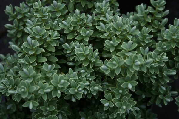 Hebe Sutherlandii