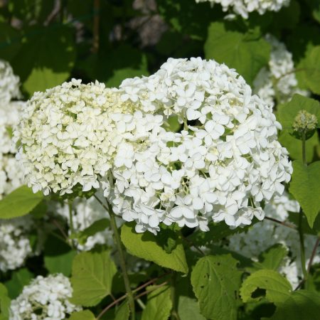 Hydrangea aborescens Annabelle