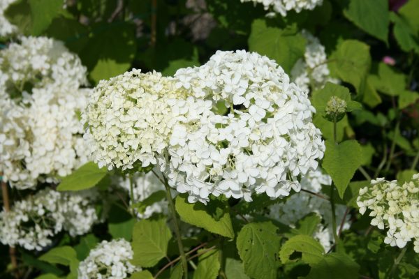 Hydrangea aborescens Annabelle