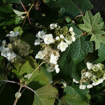 Hydrangea quercifolia