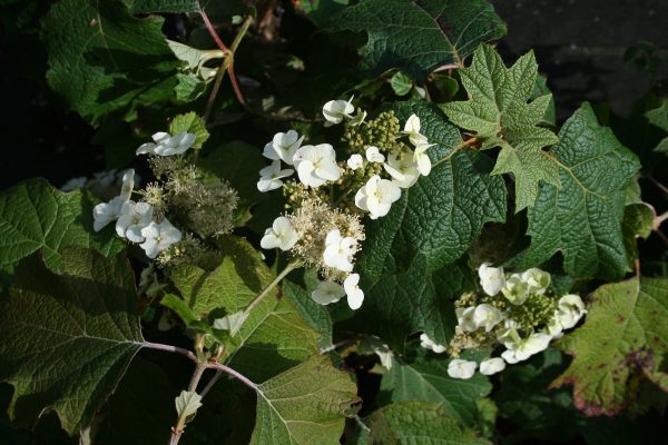 Hydrangea quercifolia