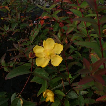 Hypericum Hidcote