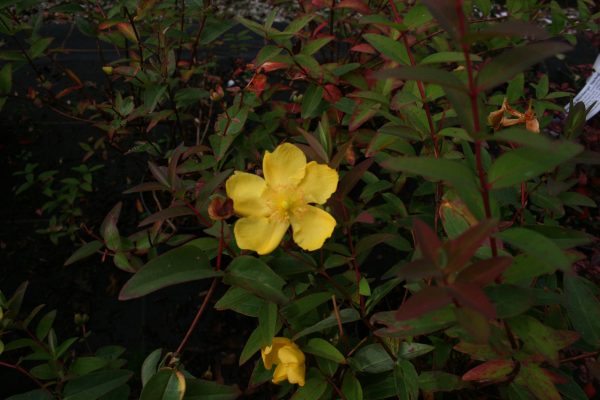 Hypericum Hidcote