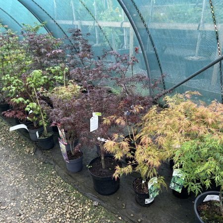 Acer palmatum varieties