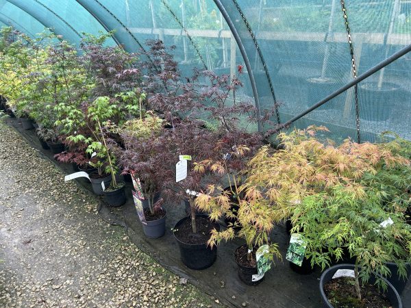 Acer palmatum varieties