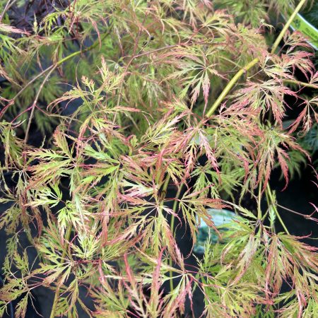 Acer palmatum dissectum