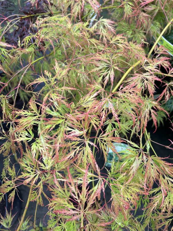 Acer palmatum dissectum