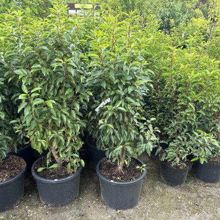 Prunus lusitanica - Portuguese laurel