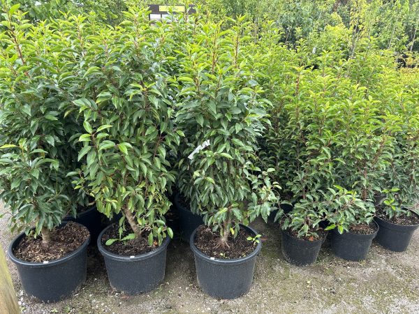 Prunus lusitanica - Portuguese laurel