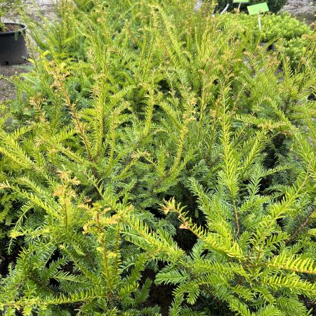 Taxus baccata - Yew