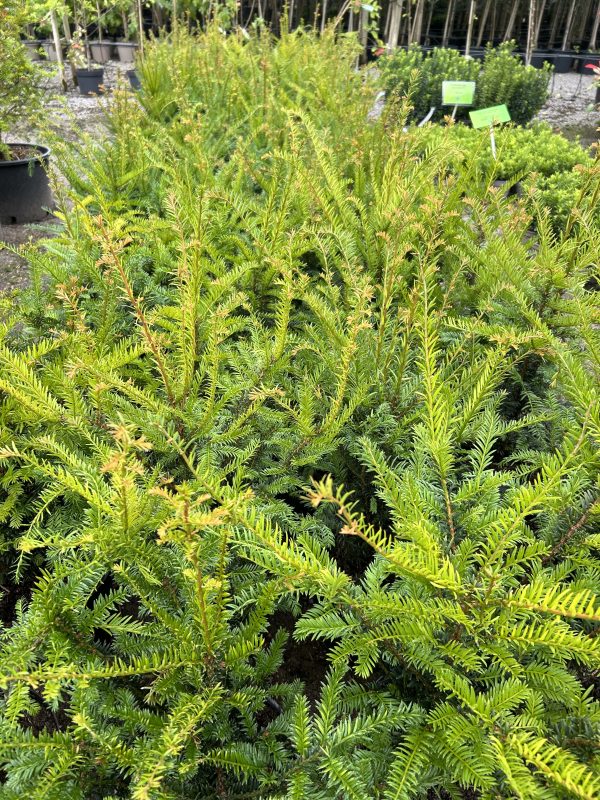 Taxus baccata - Yew