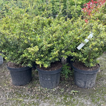 Ilex crenata Stokes