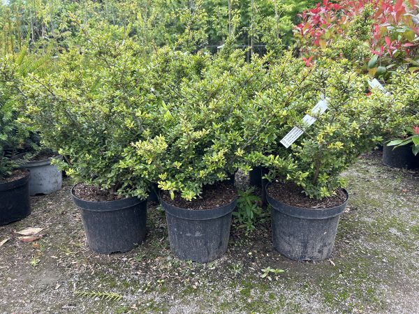 Ilex crenata Stokes