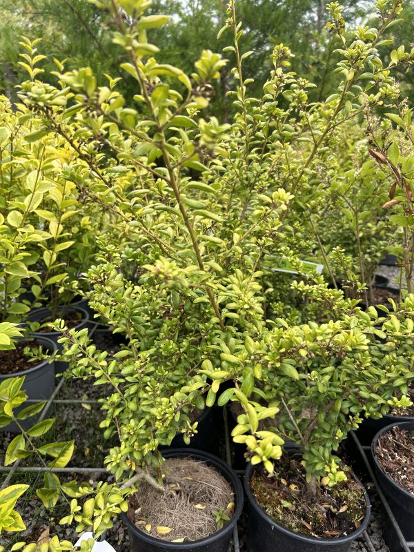 Ilex crenata convexa