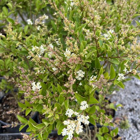 Ligustrum ovalifolium - Privet