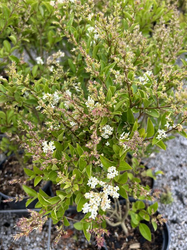 Ligustrum ovalifolium - Privet