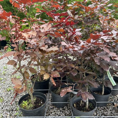 Fagus sylvatica purpurea