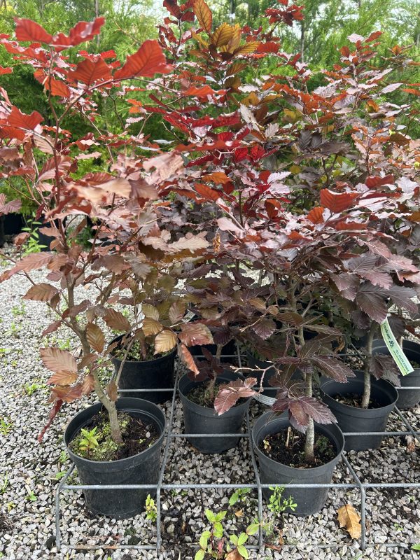 Fagus sylvatica purpurea