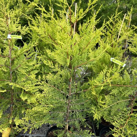 Cupressocyparis x leylandii