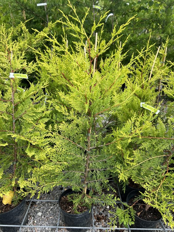 Cupressocyparis x leylandii