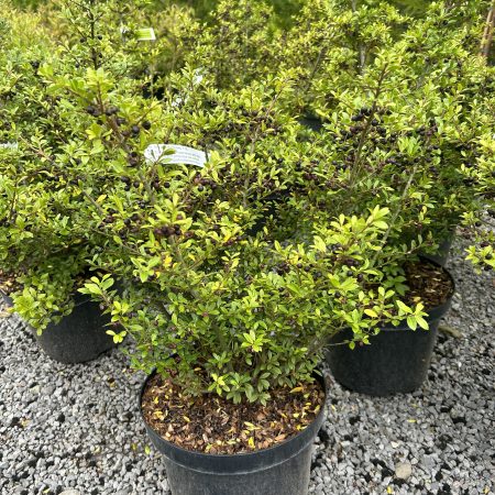 Ilex crenata Stokes