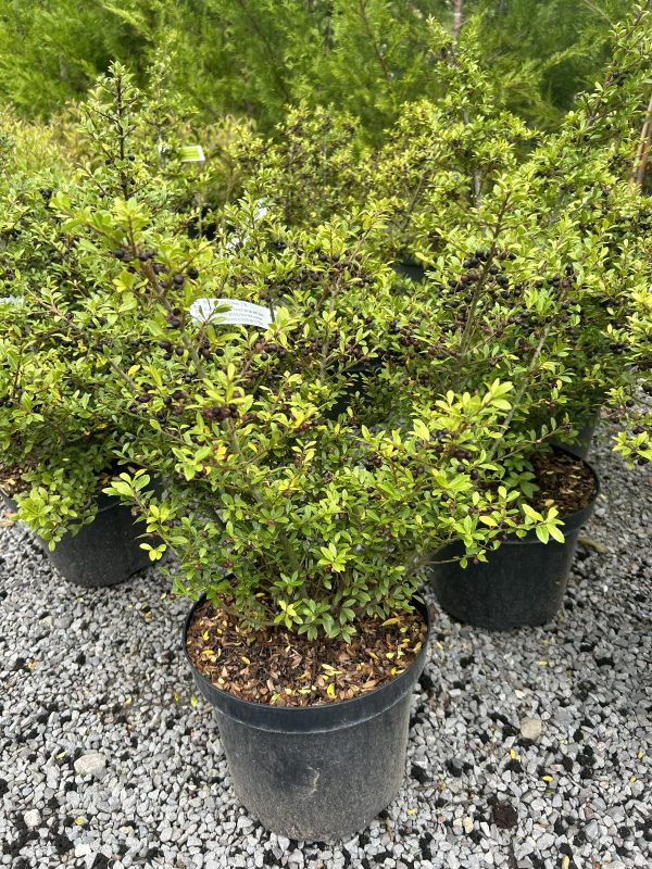 Ilex crenata Stokes