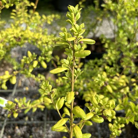 Ilex crenata convexa