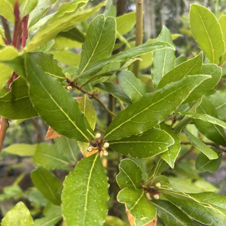 Laurus nobilis - Bay laurel