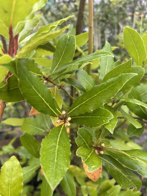 Laurus nobilis - Bay laurel